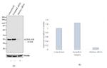 Aldolase A Antibody