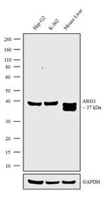 Arginase 1 Antibody in Western Blot (WB)