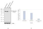 ATP Citrate lyase Antibody in Western Blot (WB)