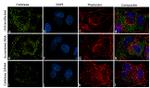 Catalase Antibody