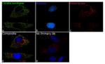 Citrate Synthase Antibody in Immunocytochemistry (ICC/IF)