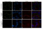 Citrate Synthase Antibody