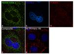 HK1 Antibody in Immunocytochemistry (ICC/IF)