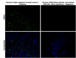 IDO Antibody in Immunohistochemistry (Paraffin) (IHC (P))