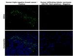 IDO Antibody in Immunohistochemistry (Paraffin) (IHC (P))