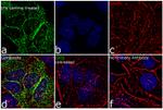 IDO Antibody