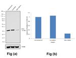 ING2 Antibody in Western Blot (WB)