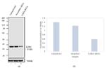 LDHA Antibody