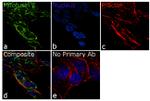 MFN2 Antibody in Immunocytochemistry (ICC/IF)