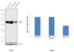 LIMP2 Antibody