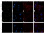 DNAJC13 Antibody in Immunocytochemistry (ICC/IF)