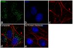 DNAJC13 Antibody in Immunocytochemistry (ICC/IF)