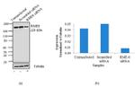 DNAJC13 Antibody in Western Blot (WB)