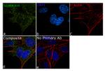 SPG11 Antibody in Immunocytochemistry (ICC/IF)