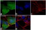 SOD1 Antibody in Immunocytochemistry (ICC/IF)