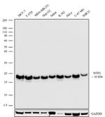 SOD1 Antibody in Western Blot (WB)