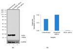 SOD1 Antibody