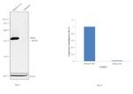 Parkin Antibody in Western Blot (WB)