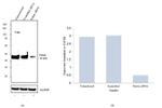 Parkin Antibody in Western Blot (WB)