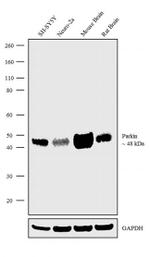 Parkin Antibody in Western Blot (WB)