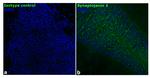 Synaptojanin 1 Antibody in Immunohistochemistry (Frozen) (IHC (F))