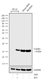 VAMP1 Antibody in Western Blot (WB)