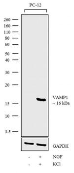 VAMP1 Antibody