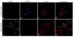 VAMP1 Antibody in Immunocytochemistry (ICC/IF)