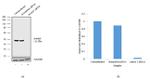 Ataxin 3 Antibody in Western Blot (WB)