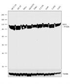 EEF2 Antibody in Western Blot (WB)