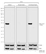 Phospho-CrkL (Tyr207) Antibody in Western Blot (WB)