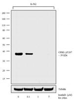 Phospho-CrkL (Tyr207) Antibody in Western Blot (WB)