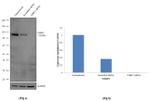 UHRF1 Antibody in Western Blot (WB)