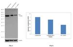 OCT1 (POU2F1) Antibody