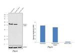 POU3F2 Antibody