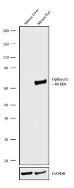 Optineurin Antibody in Western Blot (WB)