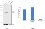 Optineurin Antibody