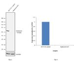 Optineurin Antibody in Western Blot (WB)