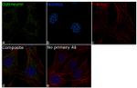 Optineurin Antibody in Immunocytochemistry (ICC/IF)