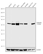 Optineurin Antibody in Western Blot (WB)