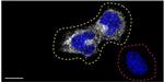 Optineurin Antibody