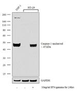 Caspase 1 Antibody in Western Blot (WB)