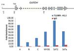 Histone H1.2 Antibody in ChIP Assay (ChIP)