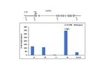 H3K4me3 Antibody in ChIP Assay (ChIP)