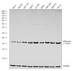 H3K4me3 Antibody in Western Blot (WB)