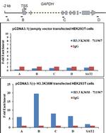 H3.3 K36M oncohistone mutant Antibody in ChIP Assay (ChIP)