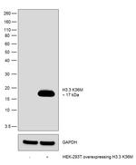 H3.3 K36M oncohistone mutant Antibody in Western Blot (WB)