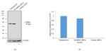 Catalase Antibody in Western Blot (WB)