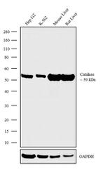 Catalase Antibody in Western Blot (WB)