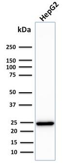 C1QA/Complement C1q A-Chain Antibody in Western Blot (WB)